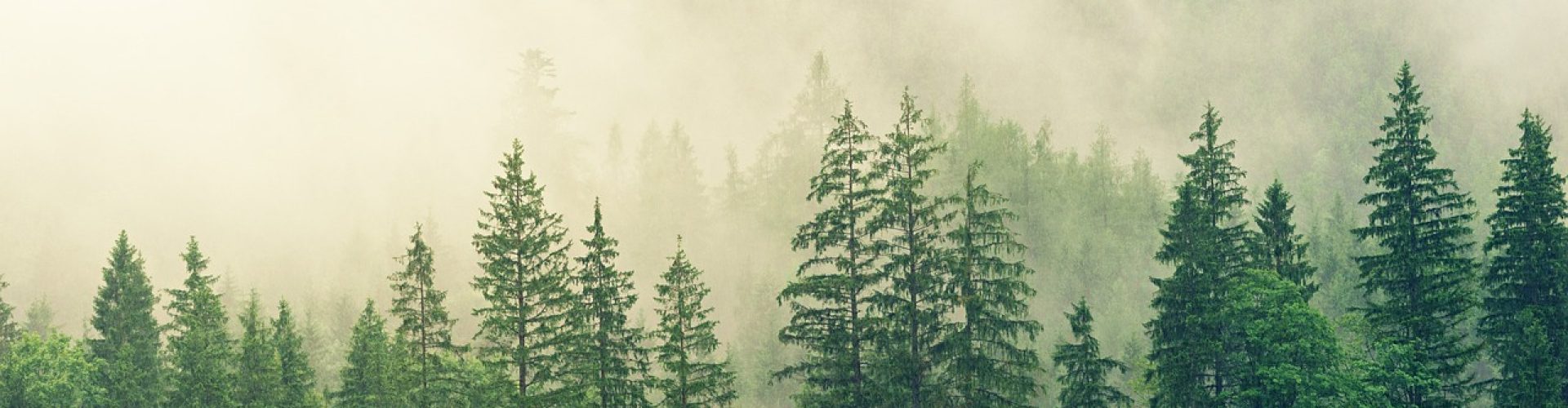 forest, full hd wallpaper, trees-3622519.jpg
